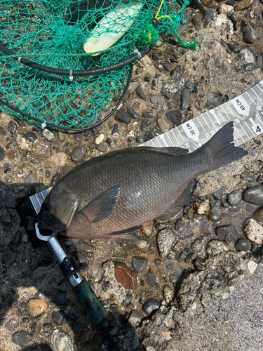 グレの釣果