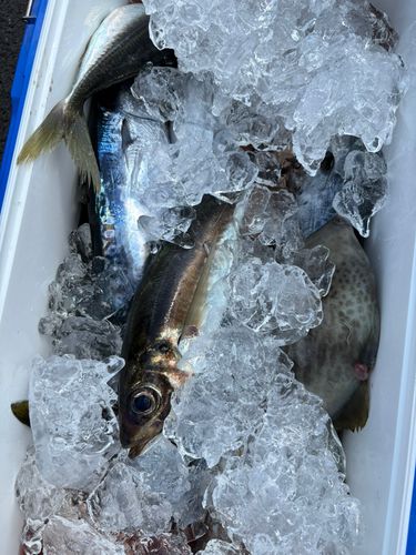 ソウダガツオの釣果
