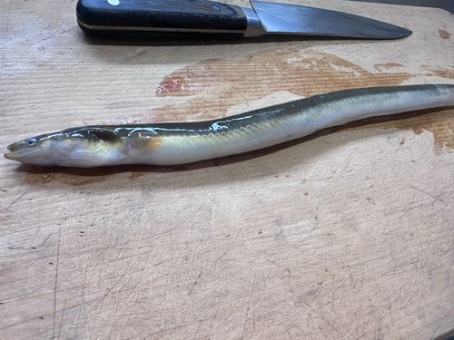 ウナギの釣果