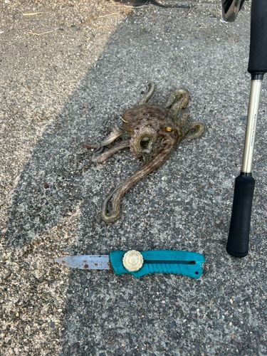 マダコの釣果