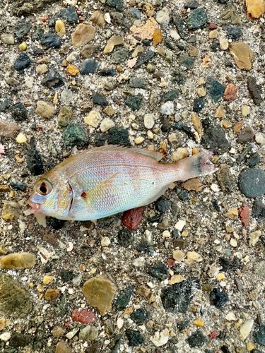 チャリコの釣果