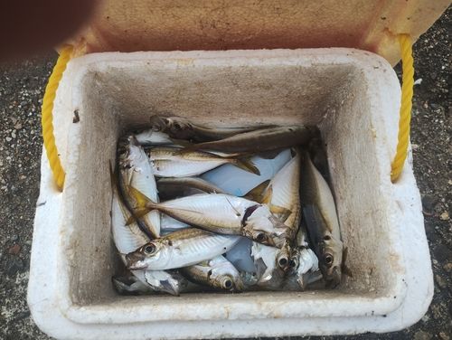 アジの釣果