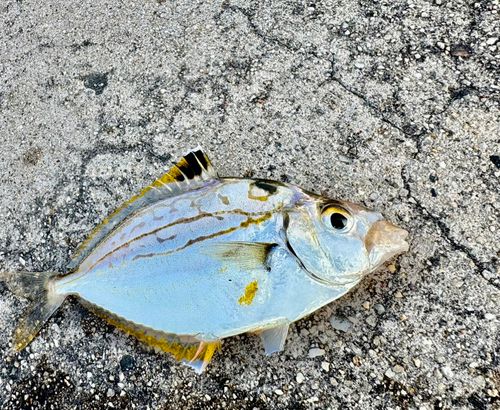 ヒイラギの釣果