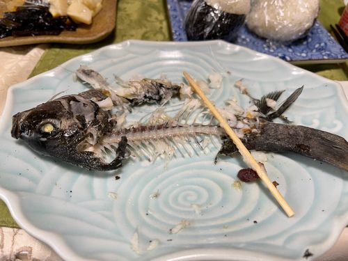 グレの釣果
