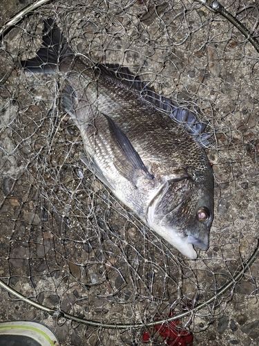 チヌの釣果