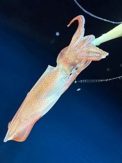 アカイカの釣果