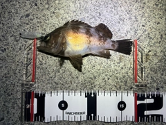 メバルの釣果