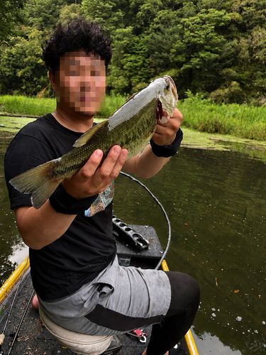 ブラックバスの釣果