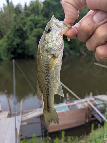 ラージマウスバスの釣果