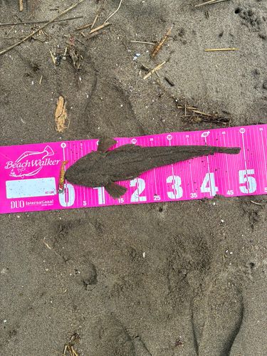 マゴチの釣果