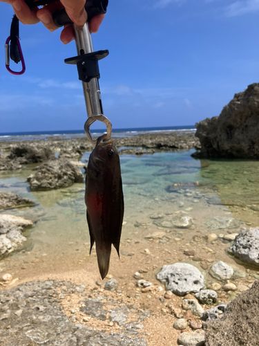 ベラの釣果