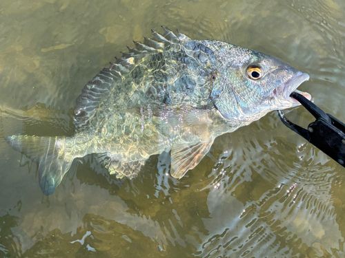 キビレの釣果