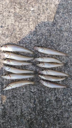 キスの釣果