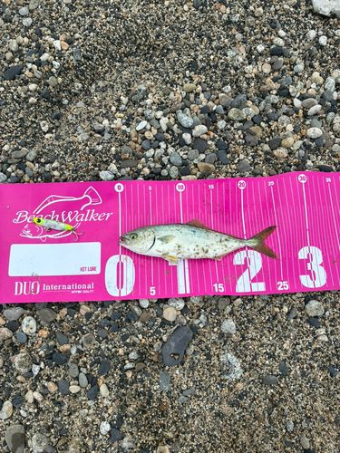 ワカシの釣果