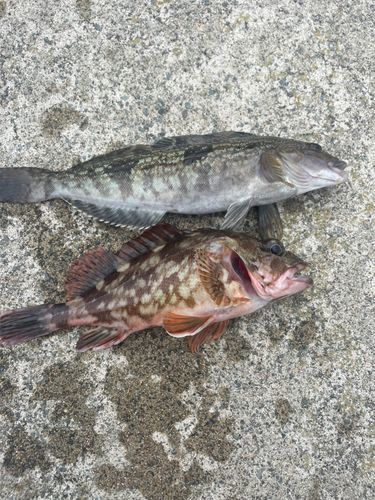 アイナメの釣果