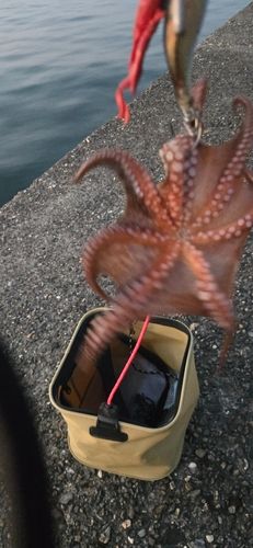 タコの釣果