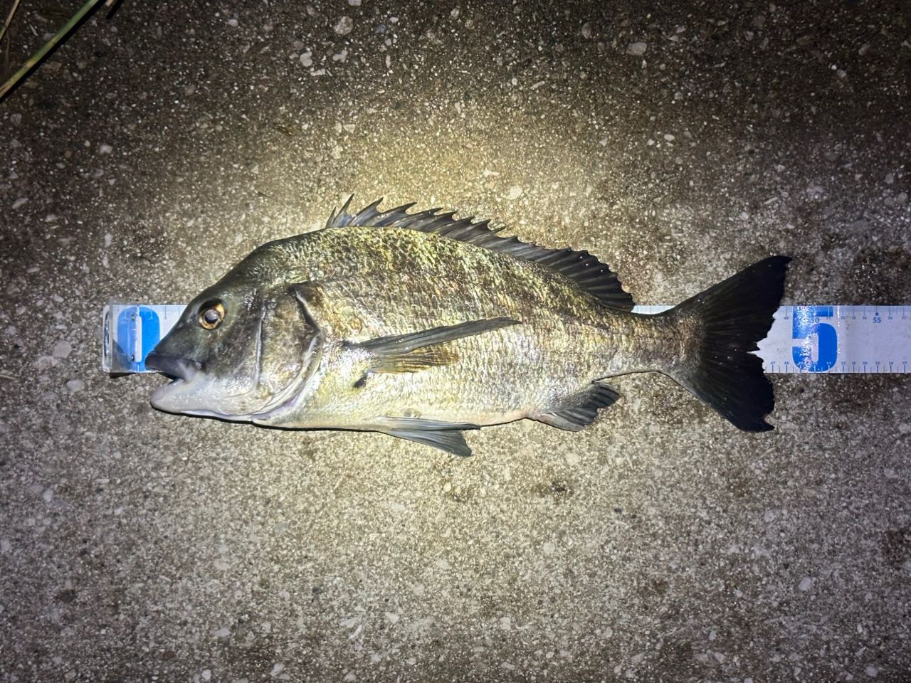 DAIWA 20ラテオ モバイル 90ML-4の最安値・インプレ・釣果 | 本音の