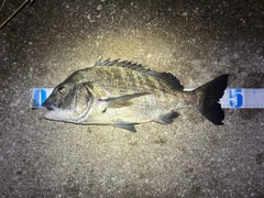 クロダイの釣果