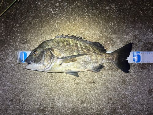 クロダイの釣果