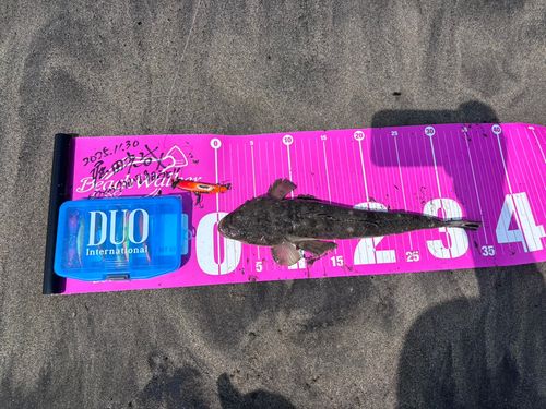マゴチの釣果