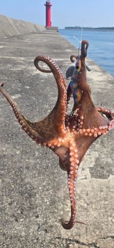 タコの釣果