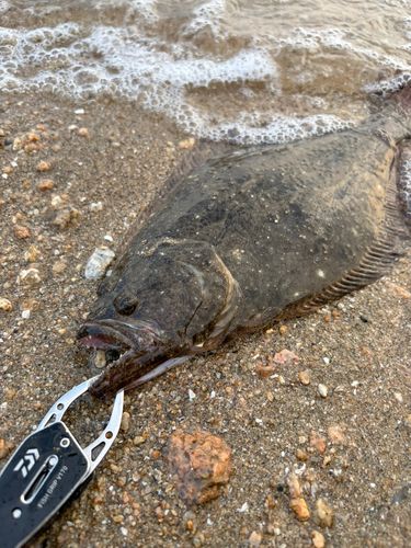 ヒラメの釣果