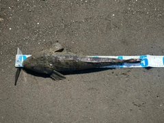マゴチの釣果