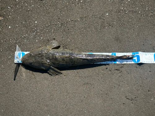 マゴチの釣果