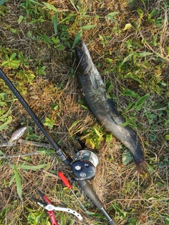 ナマズの釣果