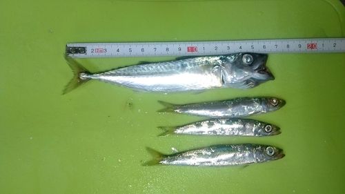 サバの釣果