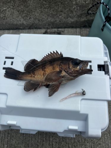 釣果