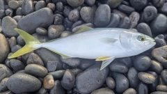 ワカシの釣果