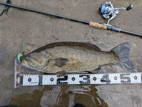 スモールマウスバスの釣果