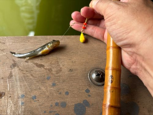 マハゼの釣果