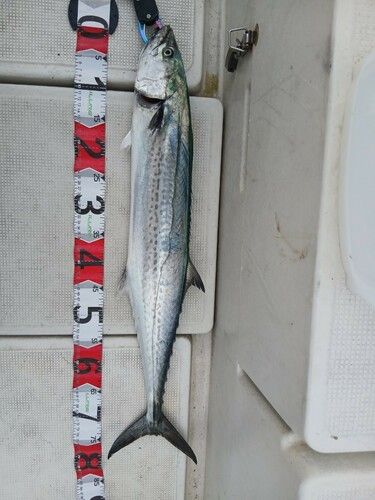 サワラの釣果・釣り情報まとめ【2026年最新】 - アングラーズ | 釣果