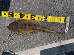 マゴチの釣果