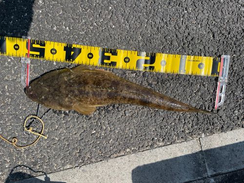 マゴチの釣果