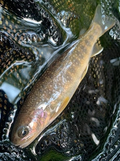 ニッコウイワナの釣果