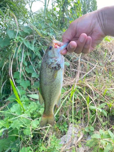 ラージマウスバスの釣果