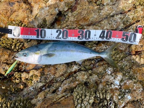 ハマチの釣果