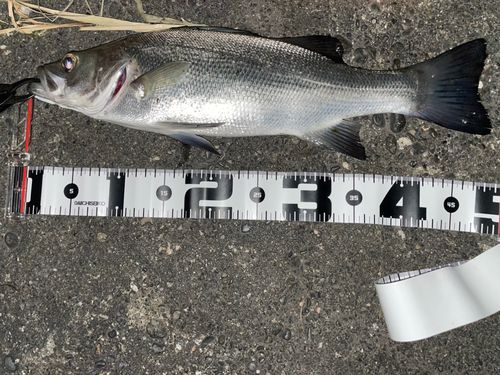 ヒラスズキの釣果