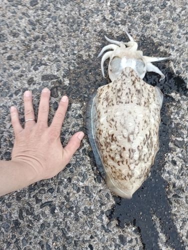 コウイカの釣果