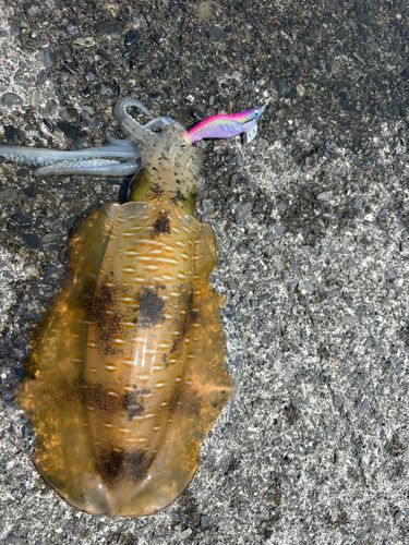 アオリイカの釣果