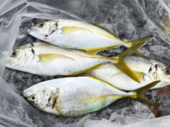 シマアジの釣果