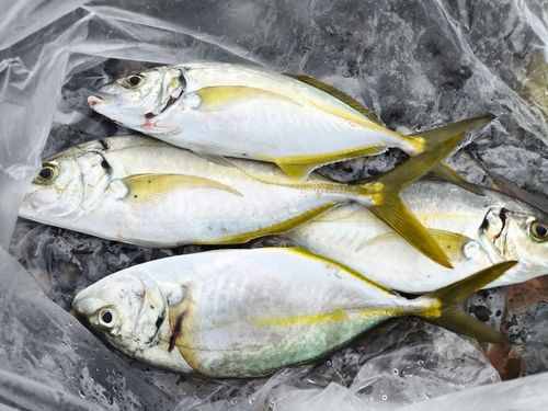 シマアジの釣果