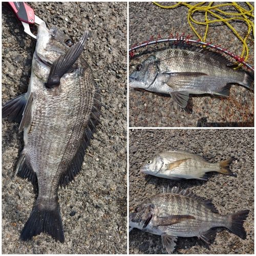 クロダイの釣果
