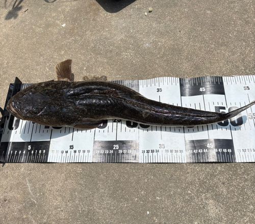 コチの釣果