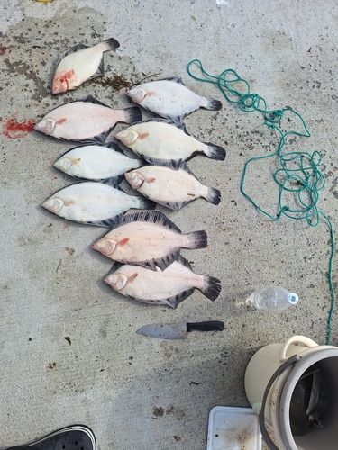 カレイの釣果