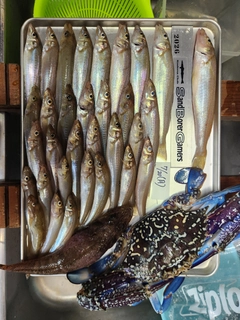 シロギスの釣果