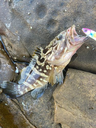 マハタの釣果
